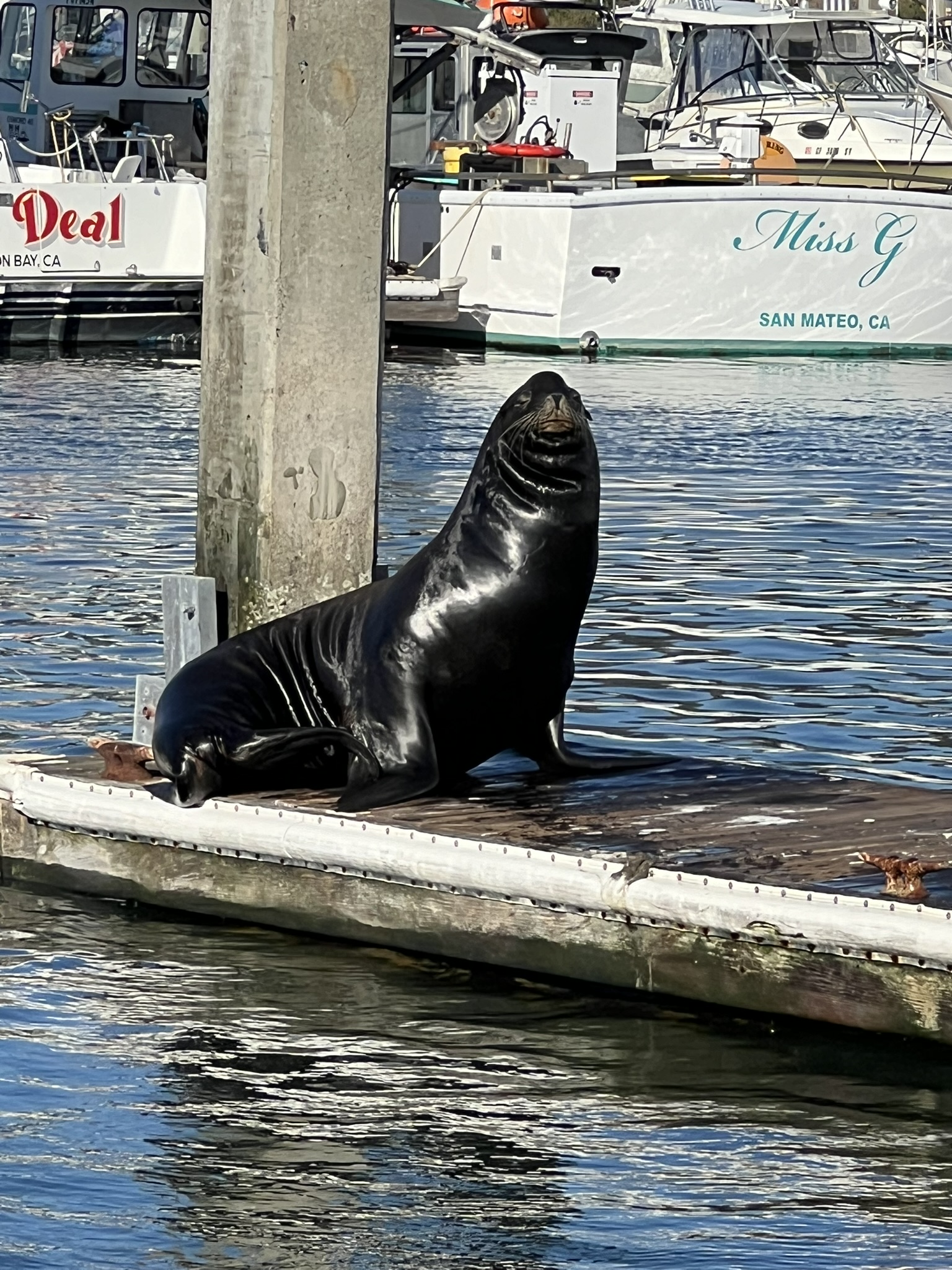 sealion