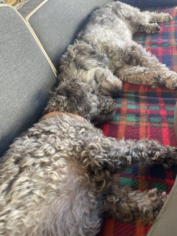 dogoos